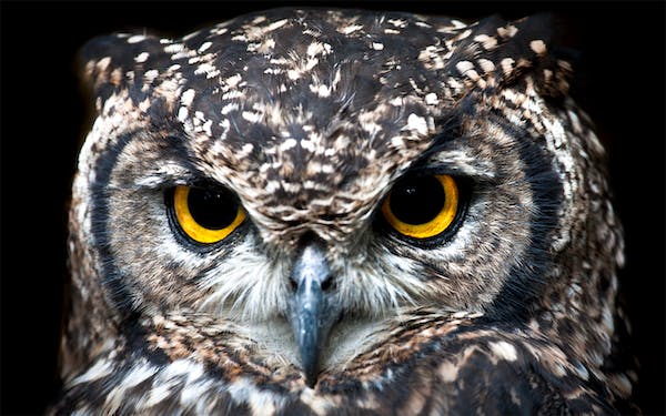 A close up picture of the face of an owl with big yellow and black eyes and very brown and white spotted feathers. 