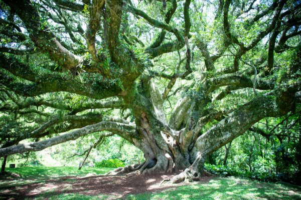 A large deeply rooted tree with massive spreading branches, it is covered in lichen and moss.