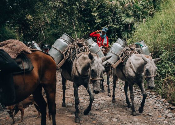 Several mules carrying heavy loads up a mountain path.